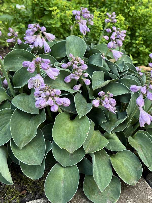 Bluehende Hosta Blue Mouse Ears