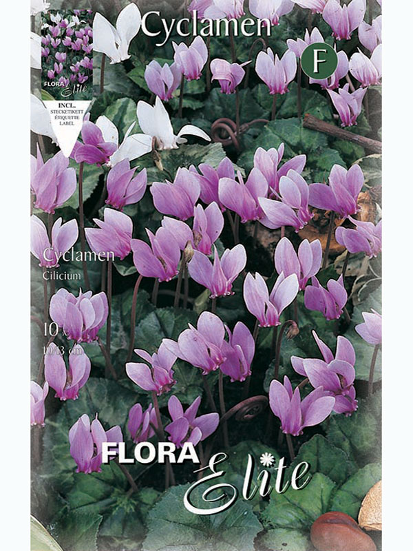 cyclamen-cilicium618e863a789bc