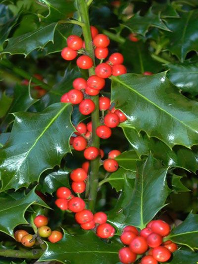 ilex_aquifolium_1_43422_0_43422_0 Gemeine Stechpalme mit Beerenschmuck