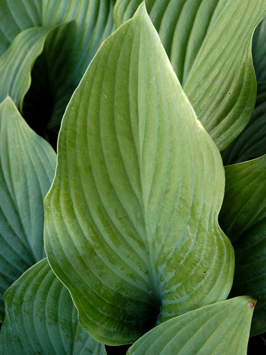 hosta-krossa-regal Hosta nigrescens 'Krossa Regal', Große Graublatt-Funkie, Herzblatt-Lilie