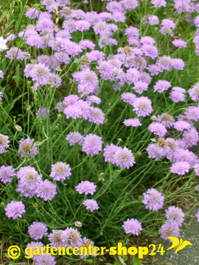 scabiosa_pink_mist_1_80313_1