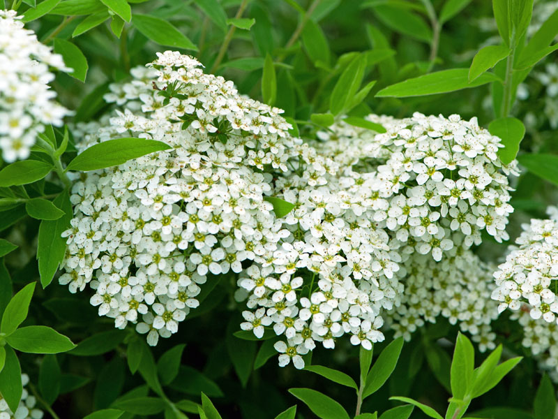 Blueten der Spiraea arguta