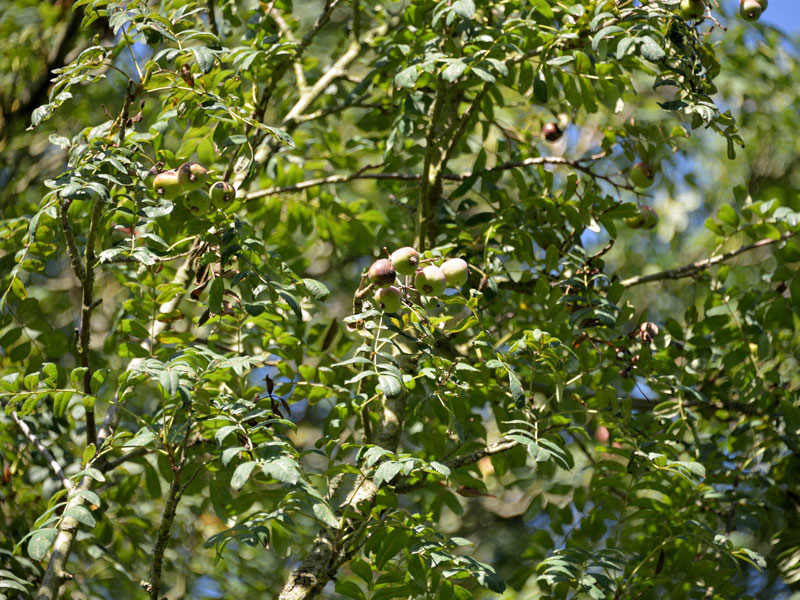 Sorbus-dom-speierling-3