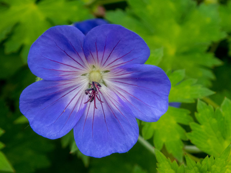 Nahaufnahme Blüte Storchschnabel Rozanne Nahaufnahme der Bluete des Storchschnabels Rozanne