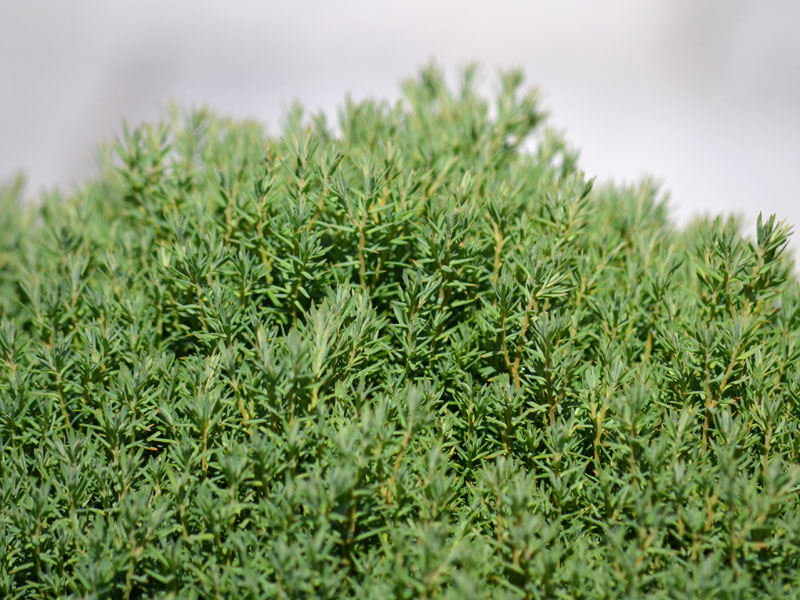 Nahaufnahme des Laubs des Thuja Teddy 