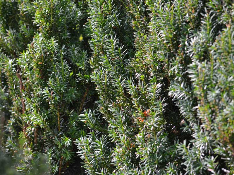Nahaufnahme der maennlichen Taxus media Hillii
