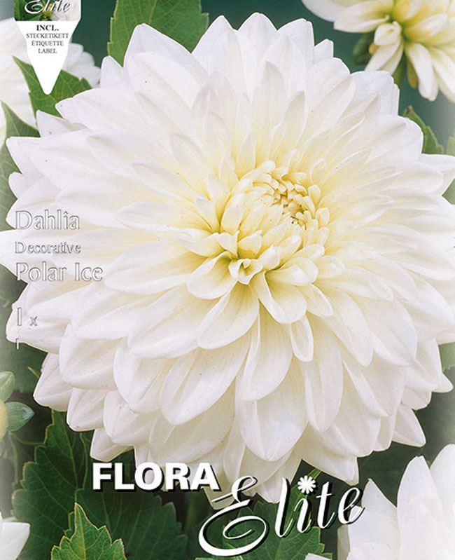 dahlie-polar-ice