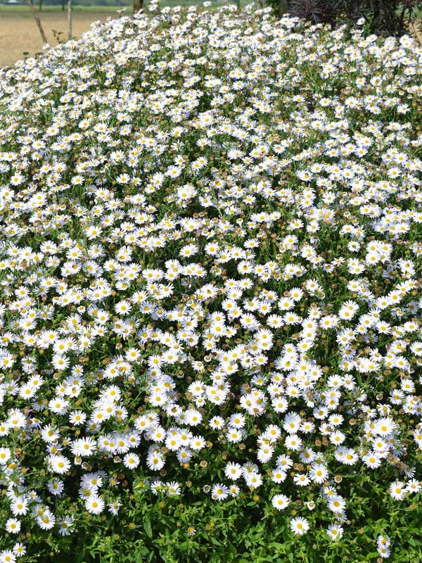 Beetbepflanzung der Kalimeris incisa Alba