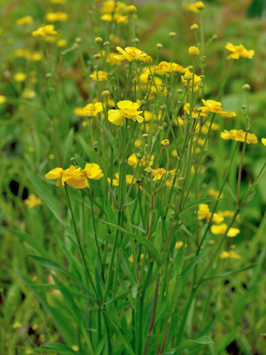 zungenhahnenfuss Ranunculus lingua, Zungenhahnenfuß