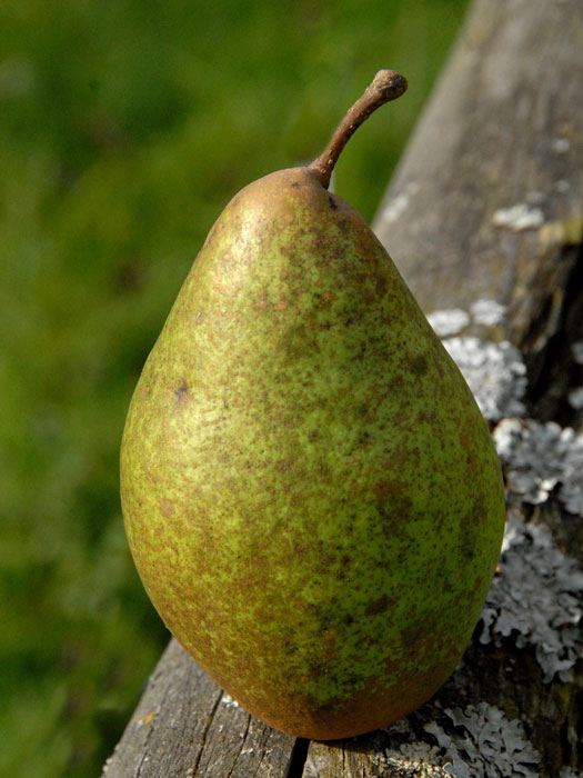 pyrus-graefin-von-paris Birne Gräfin von Paris
