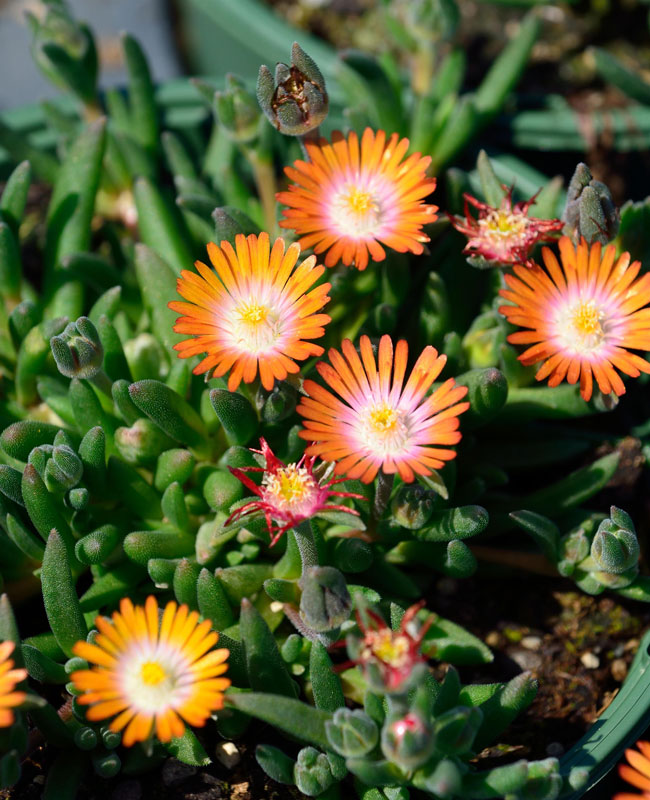 mittagsblume-topaz
