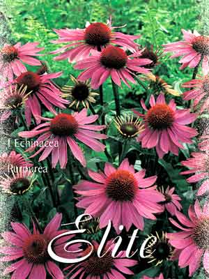 echinacea_purpurea Scheinsonnenhut, Echinacea purpurea (Art.Nr. 521150)