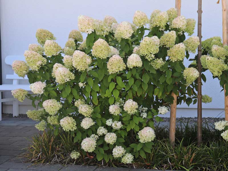 Hydrangea paniculata Limelight in einer Hofeinfahrt