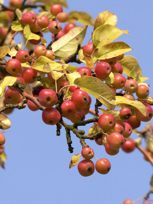 malus-red-sentinel Malus 'Red Sentinel', Zierapfel