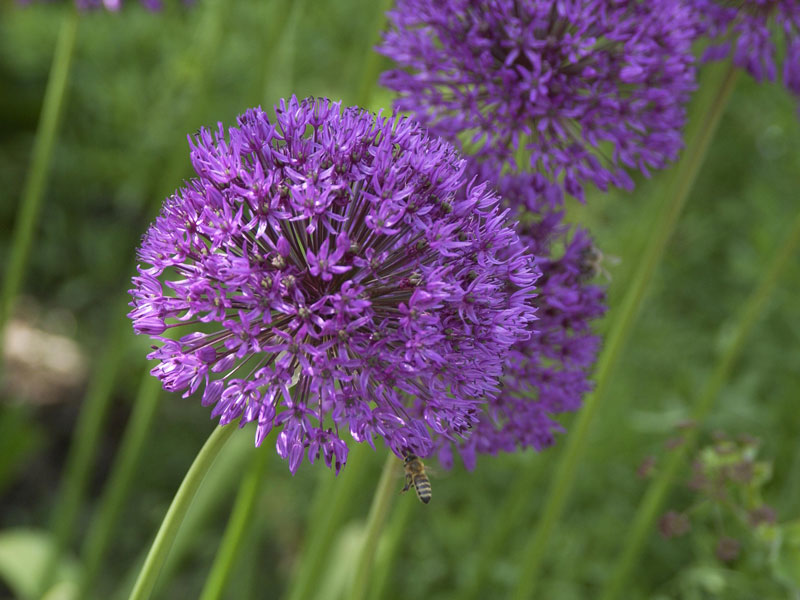 allium-millenium