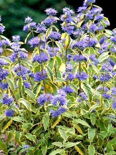 caryopteris_summer_sorb_1_4_46094_0 Bartblumen-Strauch während der Blütezeit