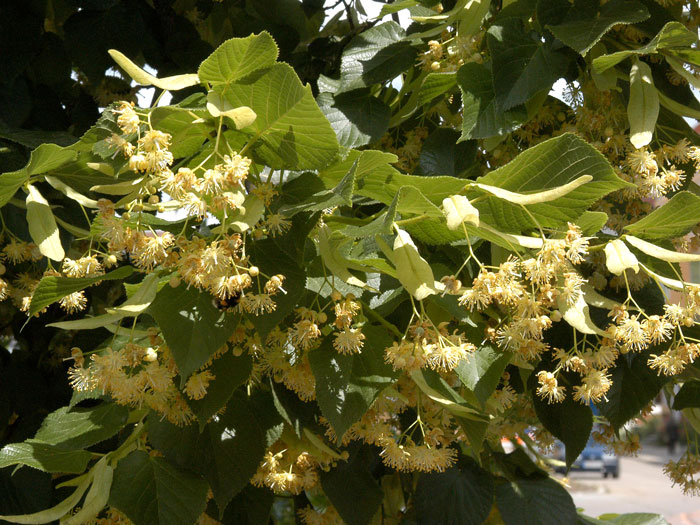 sommerlinde-frucht