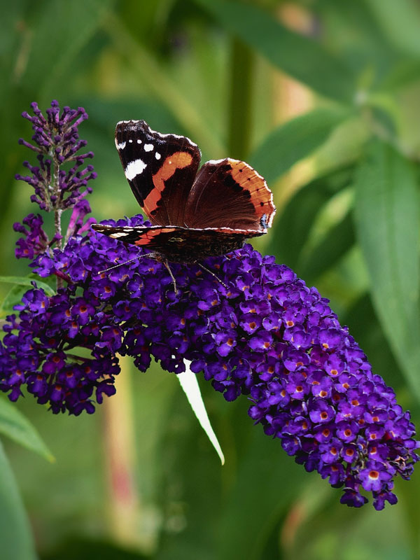 sommerflieder-black-knight-bluete-mit-schmetterling
