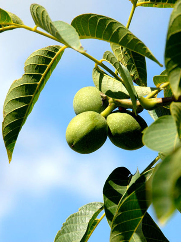 walnuss-juglans-regia-2