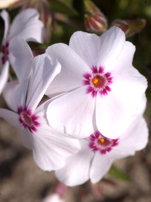 phlox-amazing-grace-bluete Phlox subulata 'Amazing Grace', Polster-Phlox, Teppich-Phlox, Teppich-Flammenblume