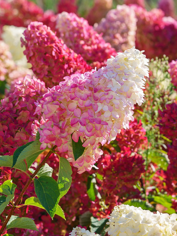Farbverlauf der Blüten der Rispenhortensie Vanille-Fraise von Weiß zu Rot Farbverlauf der Blueten der Rispenhortensie Vanille-Fraise von Weiss zu Rot