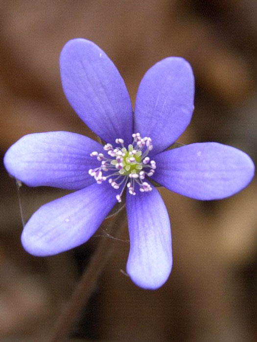 hepatica-nobilis Die Blüte des Leberblümchens
