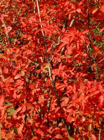amelanchier_obelisk_j5_7854_78544_2 Feuerrote Herbstfärbung der Säulen-Felsenbirne