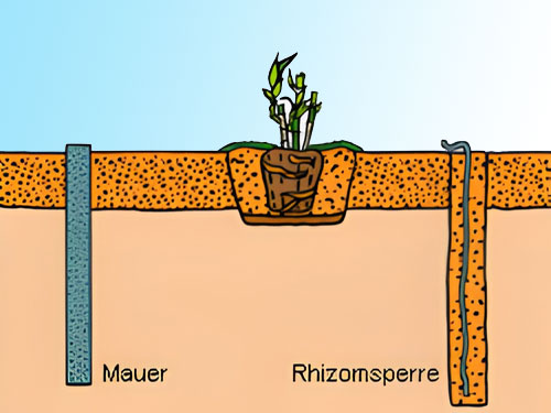 Skizze wie Bambus mit einer Rhizomsperre gepflanzt wird