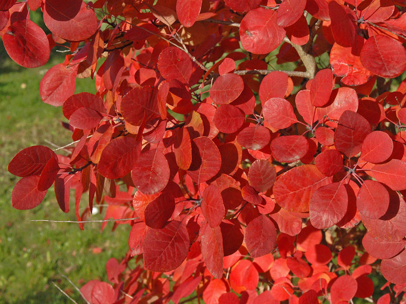 Cotinus coggygria Flamissimo Herbstlaub