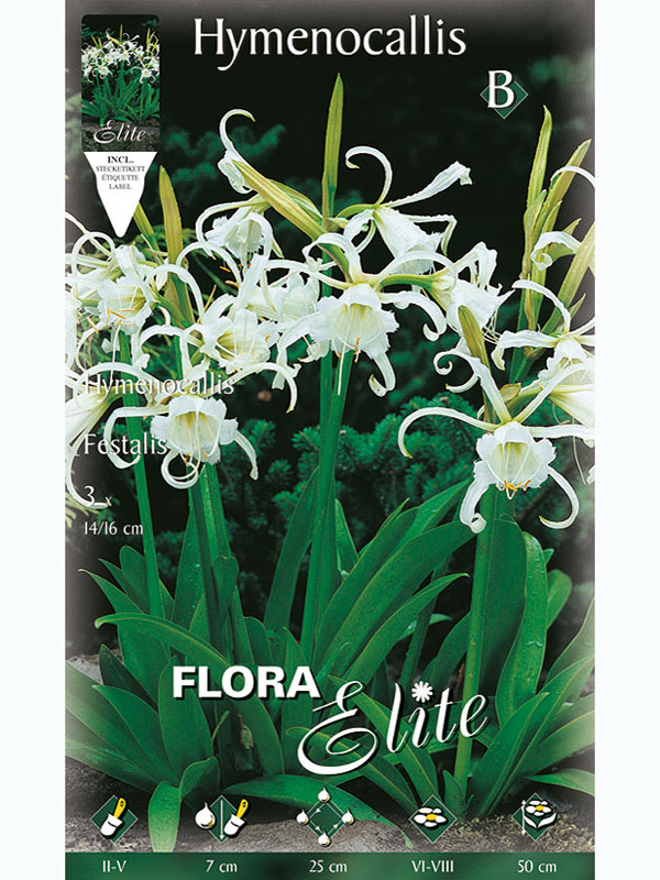 schoenhaeutchen-festalis Schönhäutchen 'Festalis', Hymenocallis (Art.Nr. 5215110)