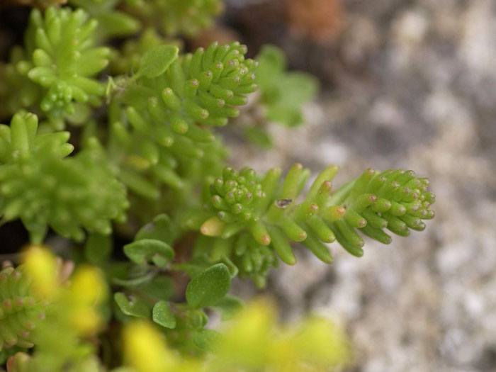 sedum-acre-blatt