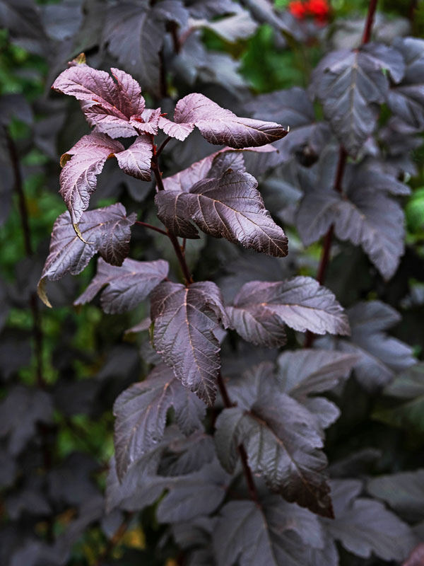 Physocarpus Black Panther Blätter Physocarpus Black Panther Blaetter