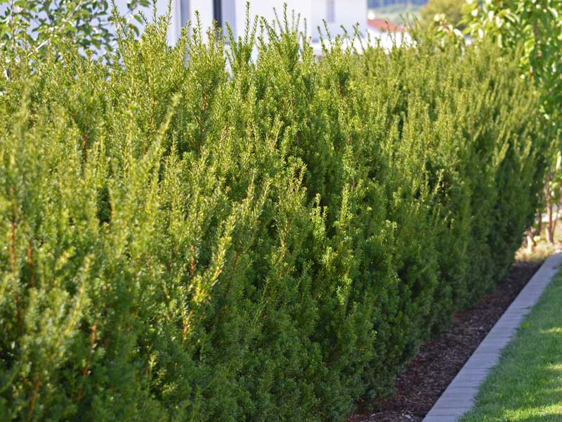 Hecke aus maennlicher Becher-Eibe Hilii