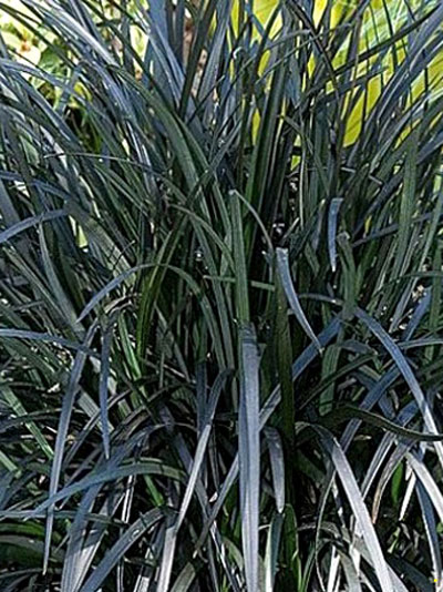 ophiopogon_black_beard_79962_0