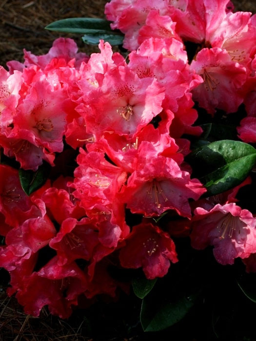 rhododendron-morgenrot Rhododendron yakushimanum 'Morgenrot'