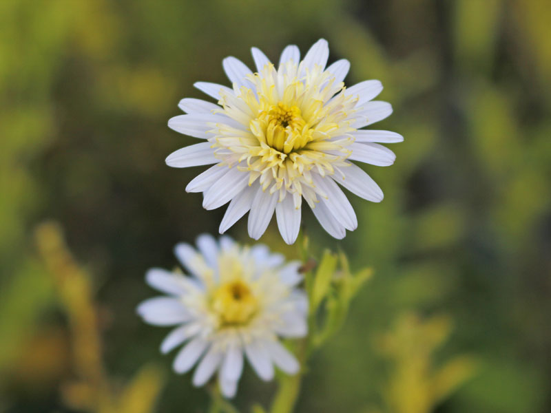 Nahaufnahme zweier Blüten von Kalimeris pinnatifida var. hortensis