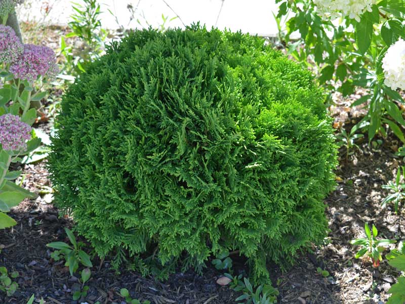 Kugelrunder Wuchs der Thuja Danica