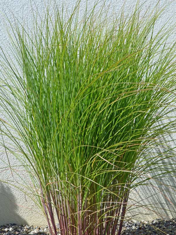 Eulaliagras Miscanthus Gracilimus