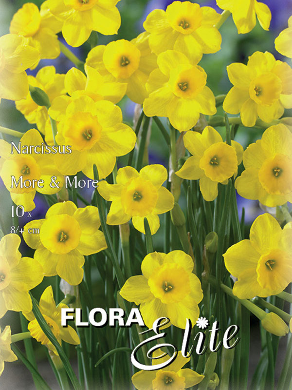 Miniatur-Narzisse 'More & More' (Art.Nr. 596124) Miniatur-Narzisse 'More & More' (Art.Nr. 596124)