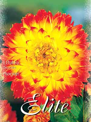 procion Schmuck-Dahlie 'Procyon', Dahlia (Art.Nr. 520188)