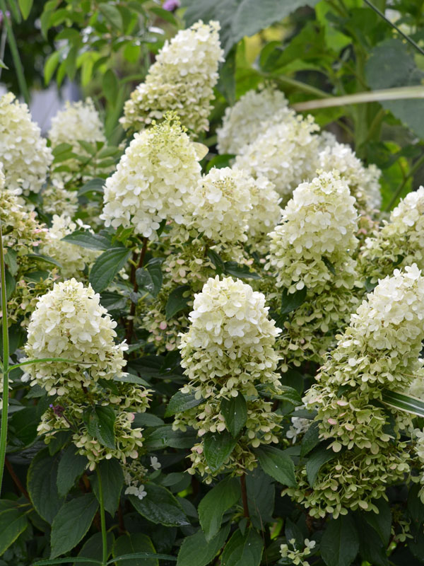 Blüten der Rispenhortensie Bobo Weisse Blueten der Rispenhortensie Bobo