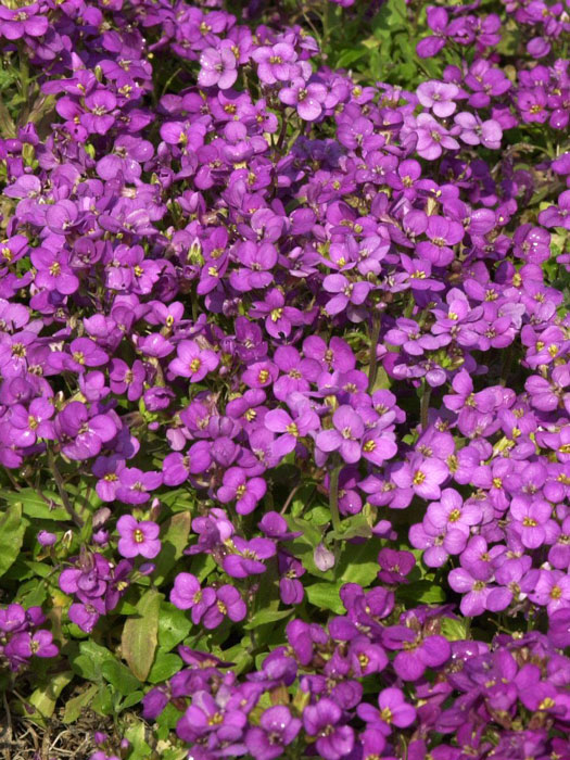 arabis-compinkie Blütenmeer der Felsenkresse 'Compinkie'