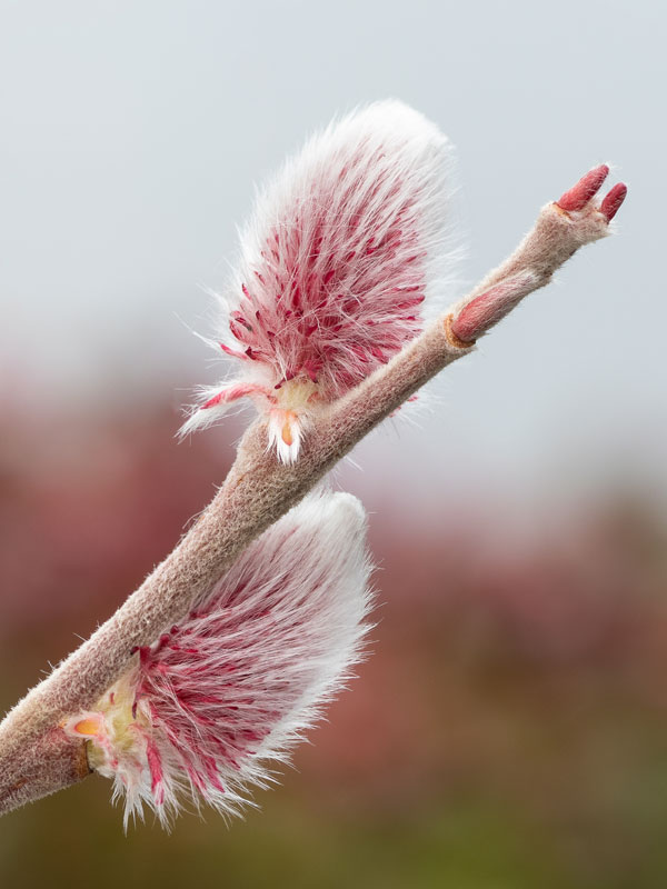 Salix gracilistyla 'Mount Aso', Rosa Salweide - Stämmchen Salix gracilistyla 'Mount Aso', Rosa Salweide - Stämmchen