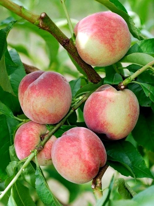 pfirsich-roter-ingelheimer