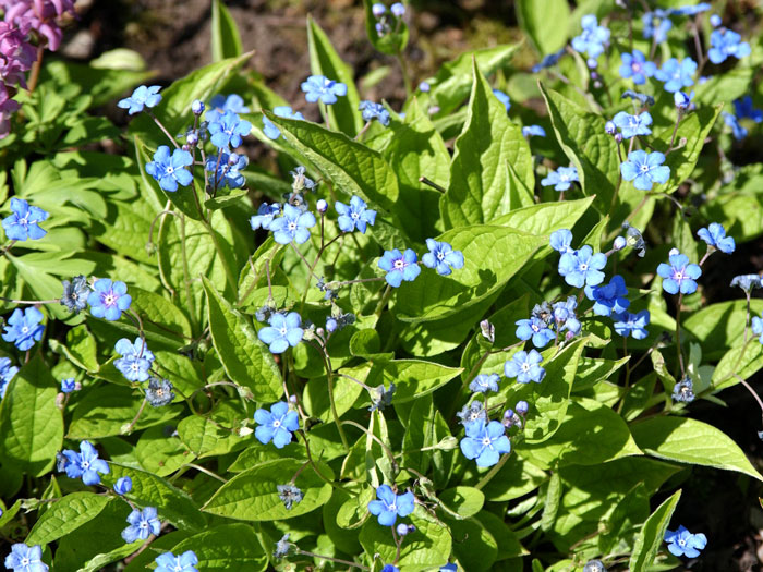 blaues-gedenkmeinnicht Nabelnüsschen im Staudenbeet