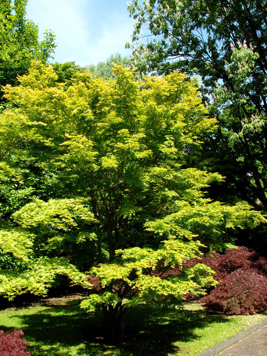 acer-palmatum-sangokaku Ausgewachsener Korallenahorn im Sommer