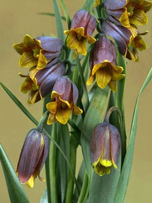 fritillaria-uva-vulpis_45668_0 Kaiserkrone 'Uva-Vulpis', Fritillaria (Art.Nr. 596770)