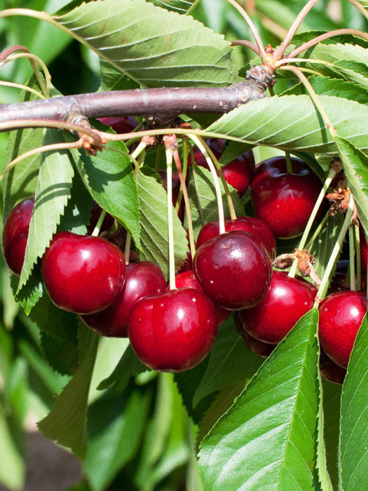 kirsche-sunburst55599f7fce4b8