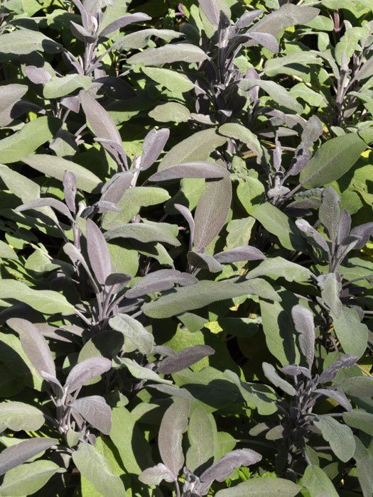 salvia-purpurascens Purpursalbei, Salvia officinalis 'Purpurascens'