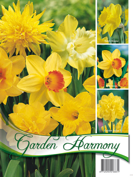 kollektion_gelbe_narzissen_82280_0 Kollektion gelbe Narzissen (Art.Nr. 598215)